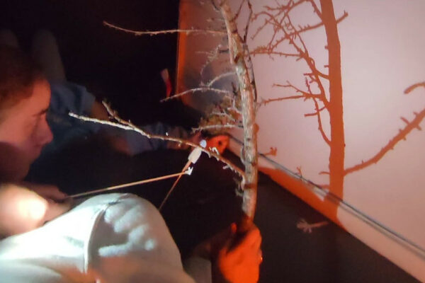 Actividad: Jugar la luz