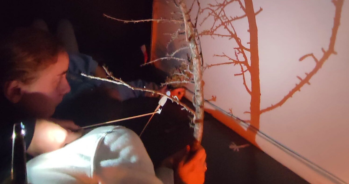 Actividad: Jugar la luz